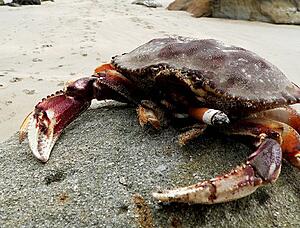FACT OR CRAB?-xkr7l.jpg