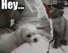 Name:  uEz7v.gif
Views: 50
Size:  1.35 MB