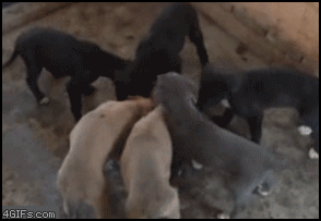 Name:  wfXPO.gif
Views: 20
Size:  2.00 MB