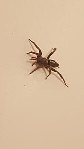 Spider identification-cmaqxkg.jpg