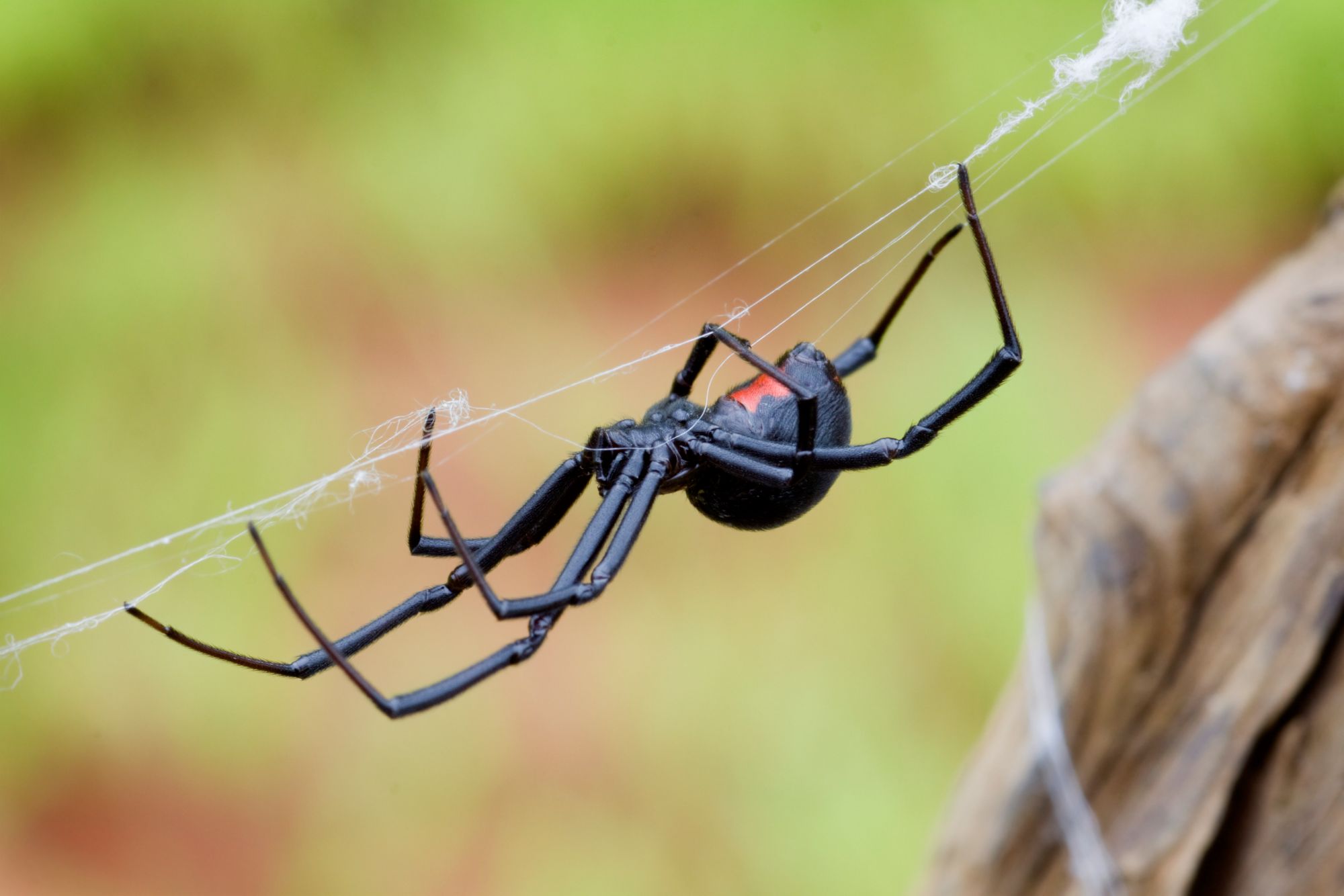 Name:  black-widow-spider-article-4_zpsmifmn2dn.jpg
Views: 88
Size:  134.5 KB