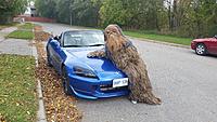 Chewbacca is the co-pilot to my millenium2000-20141005_145109.jpg