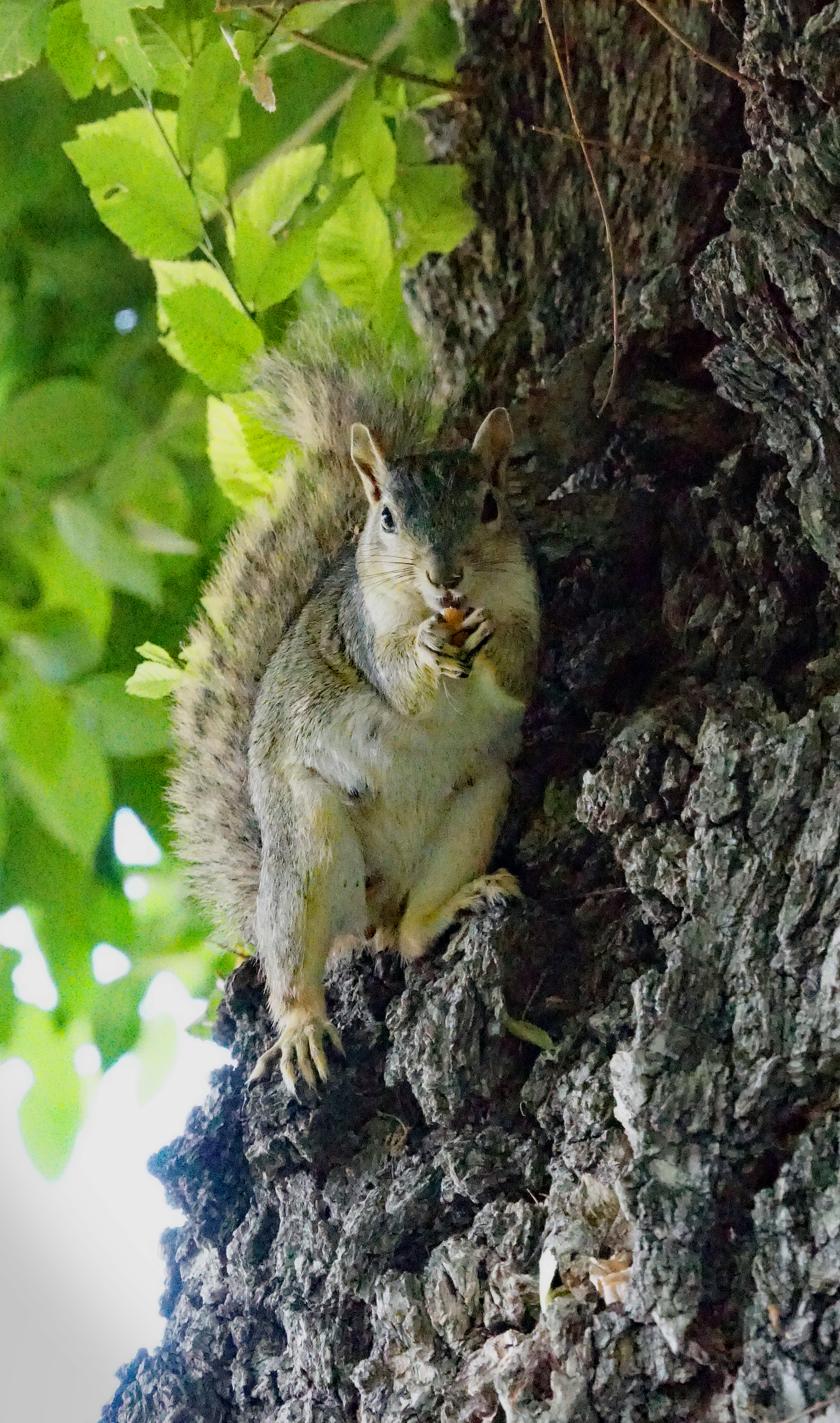 Name:  squirrel%206-3-17%201_zpsofosqtmz.jpg
Views: 698
Size:  15.24 MB