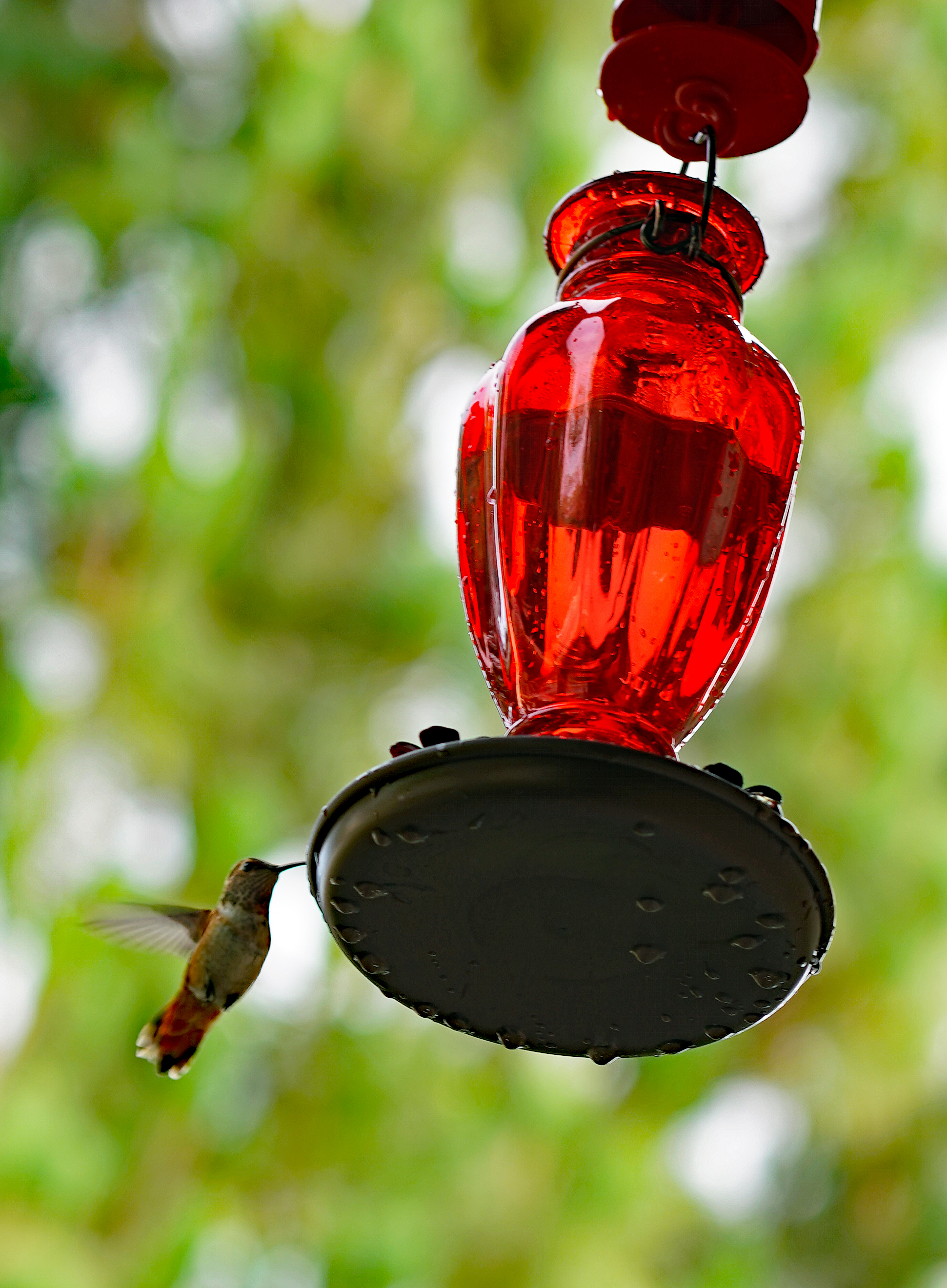 Name:  hummingbird%202%206-3-17_zpsabc5trqp.jpg
Views: 647
Size:  4.02 MB