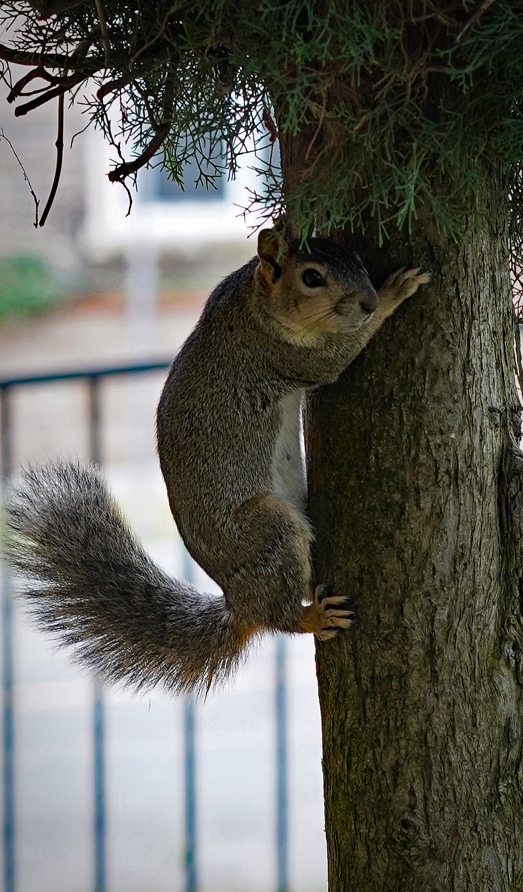 Name:  squirrel%206-2-17_zpsljunlioz.jpg
Views: 550
Size:  1.73 MB