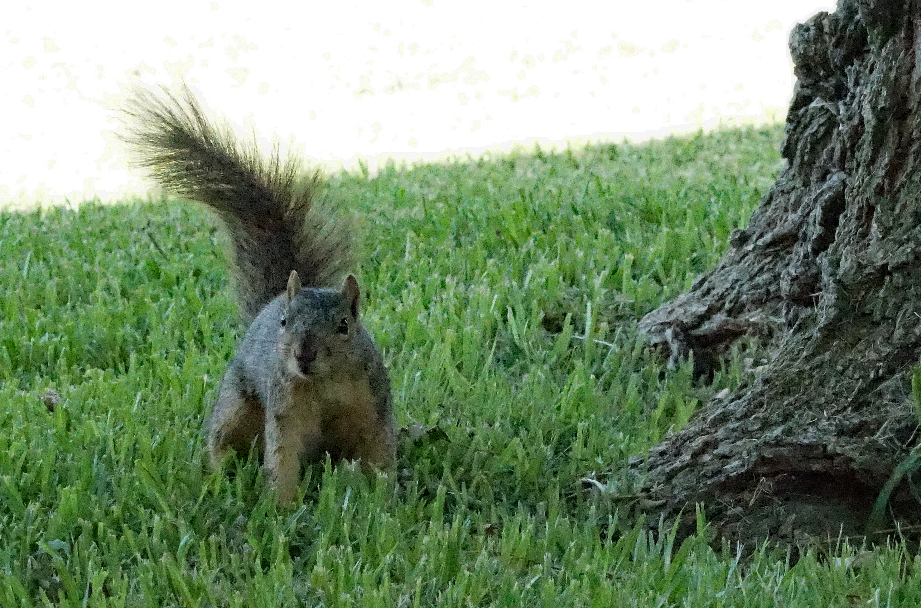 Name:  squirrel%201%205-23-17_zpslwyt19qz.jpg
Views: 1272
Size:  4.86 MB