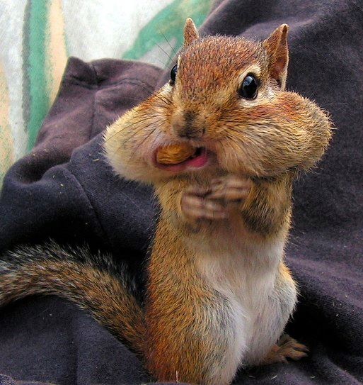 Name:  squirrel%20nuts_zpsxvcslcke.jpg
Views: 1121
Size:  131.2 KB