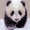 Mish's Avatar