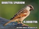 sparrow's Avatar
