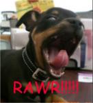 speedworksracing's Avatar